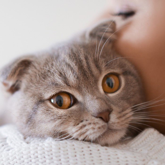 Petoneer Nutri Mini Έξυπνη Ταΐστρα Φαγητού για Κατοικίδιο - White